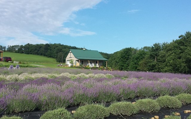 Deep Creek Lavender Farm