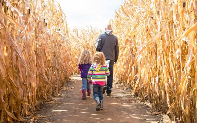 Fall Corn Mazes (Seasonal)